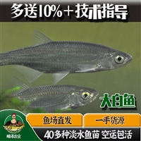 方正县鱼苗养殖基地 巴彦县鱼苗批发市场 木兰县周边鱼苗批发