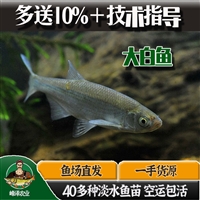 淡水养殖翘嘴鱼苗 路亚鱼白刁鱼苗 水库大翘壳鱼苗 大白鱼苗活体包活