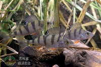 吉林泡子花白鲢鱼苗批发 长春钓场四大家鱼苗批发 松原水库鲫鱼苗批发