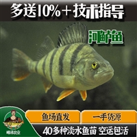 出售新疆河鲈鱼苗，鲜活五道黑河鲈鱼苗，福海五道黑鱼苗价格