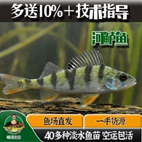 冷冻五道黑鱼产地批发，水产加工河鲈五道黑鱼，五道黑鱼和九道黑鱼价格