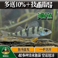 粗加工水产五道黑批发，五道黑鱼价格，冷冻五道黑河鲈鱼厂家