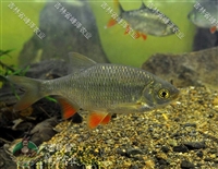 吉林长春四大家鱼苗批发 花白鲢 鲤鱼 草鱼 鲫鱼苗批发