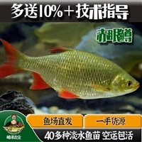 东北赤眼鳟苗价格 吉林池塘养殖红眼鱼苗 红眼鲮养殖技术