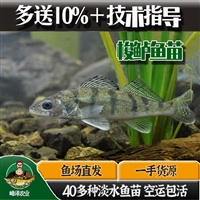 黑龙江各种规格梭鲈鱼批发，冷冻九道黑鱼产地货源，冷冻梭鲈鱼批发商报价