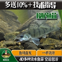 延吉市图们市鳜鱼苗养殖 桂鱼苗夏花 斑桂鱼苗水花 鳌花鱼苗价格 