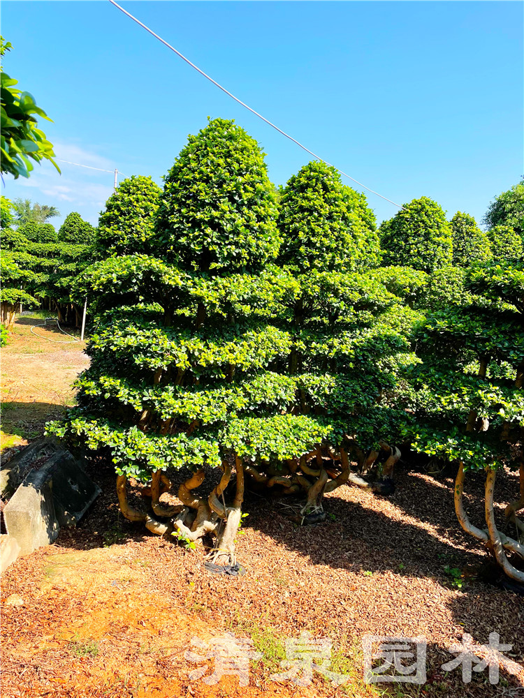 小叶榕树盆景造型图片