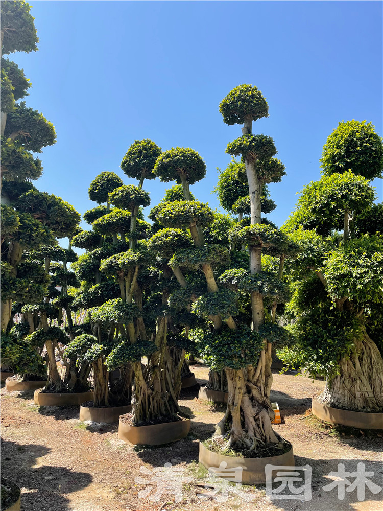 小叶榕树盆景造型图片