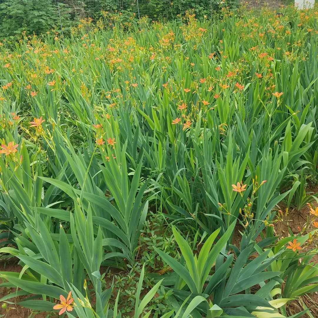 射干苗种植技巧品种大全射干苗哪里有亩用量种植技术