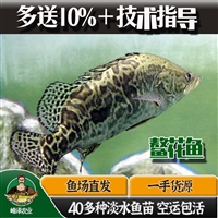 大连市四大家鱼苗批发 鲫鱼草鱼苗批发 鳌花鱼苗批发