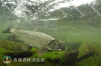 长春钓场鱼塘商品鱼批发 吉林长春花白鲢鲤鱼批发 鲫鱼四大家鱼批发