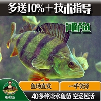 新疆冷水鱼养殖品种价格 白斑狗鱼 梭鲈鱼 河鲈鱼 白鲑鱼供应