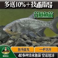 吉林辽源草鱼鲤鱼苗批发 花白鲢鲫鱼苗批发 柳根老头鱼苗批发