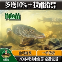 鞍山鱼苗养殖基地 沈阳市鱼苗批发市场 大连市周边鱼苗批发