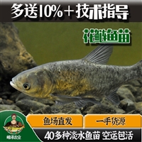 白城洮南鲫鱼草鱼苗批发 花白鲢鱼苗批发 鳌花鱼苗批发