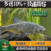 榆树德惠花白鲢鱼苗批发 鲫鱼鲤鱼苗批发 大白鱼苗批发
