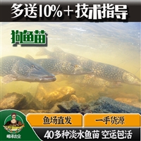 人工养殖黑斑狗鱼苗 养殖基地直供黑斑狗鱼 包活提供技术指导