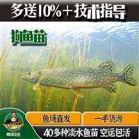 人工养殖白斑狗鱼苗 养殖基地直供白斑狗鱼 包活提供技术指导