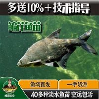 锡林浩特市花白鲢鱼苗批发 草鱼鲫鱼苗批发 鲤鱼青鱼苗批发