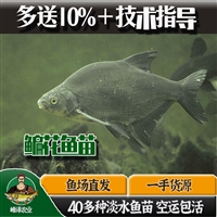 黑龙江本地鳊花鱼苗批发 活体5-8厘米武昌鱼苗 黑龙江鳊花鱼货源供应