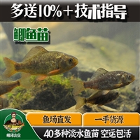 黑龙江本地繁育鲫鱼苗 3-5厘米鲫鱼苗价格 吉林产鲫鱼苗一手货源