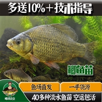 大量供应东北产鲫鱼苗 长年批发零售3-5公分鲫鱼苗 商品活体鲫鱼销售