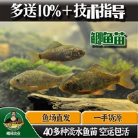 吉林鲫鱼苗养殖基地 3-5厘米养殖鲫鱼苗产地批发 人工繁育1-2斤鲫鱼价格