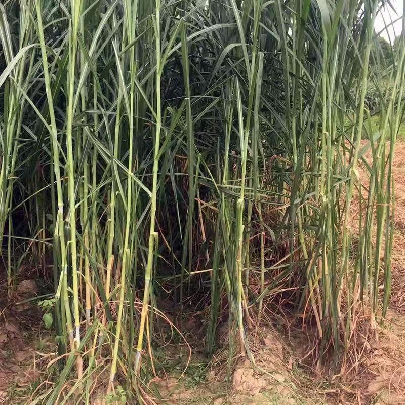 皇竹草种植方法图片