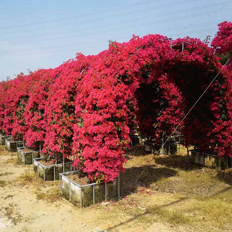 3米拱门造型三角梅桩景 红花三角梅拱形 弧形造型勒杜鹃盆栽