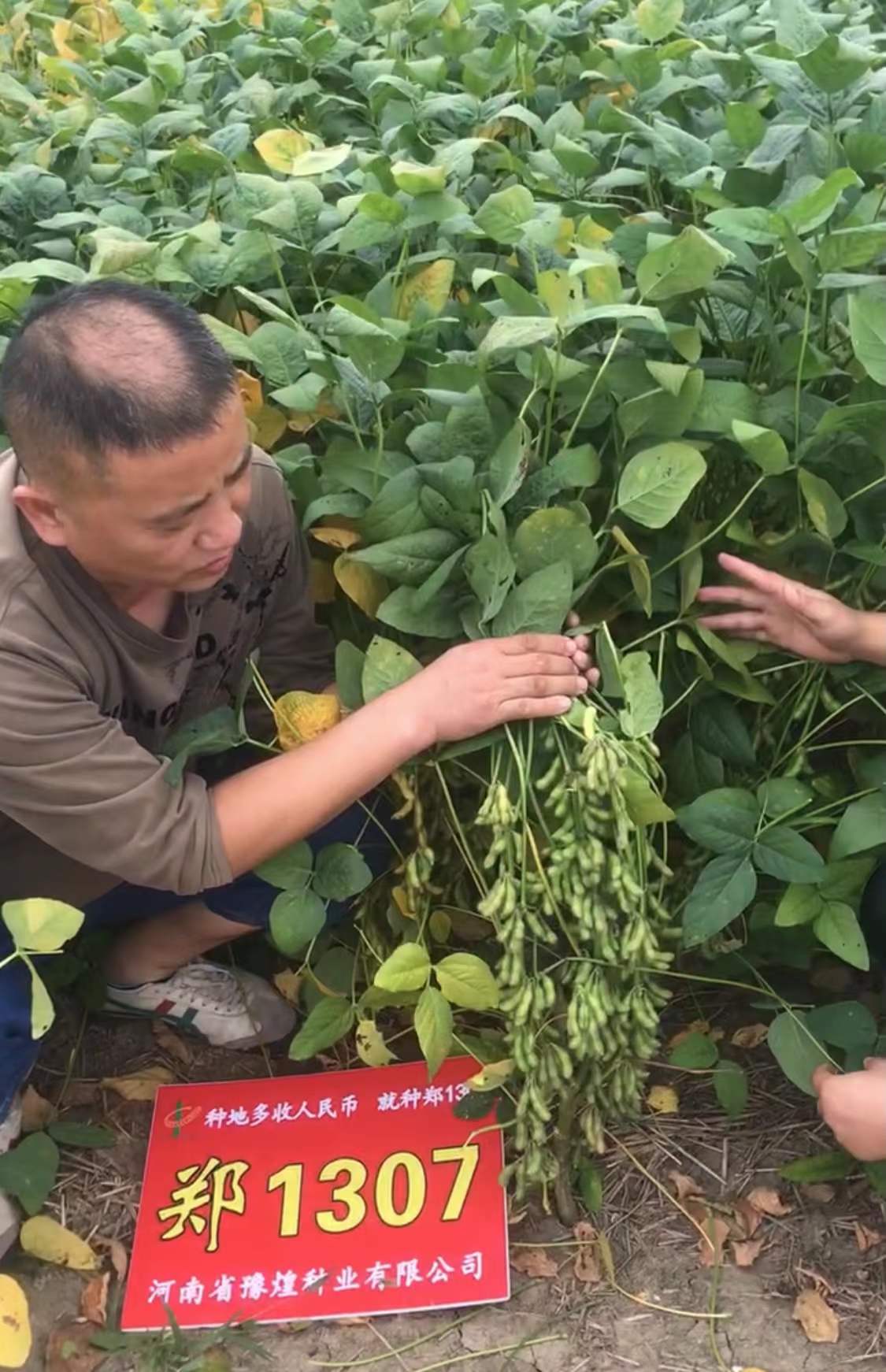 河南夏播大豆高产品种图片