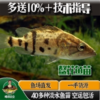 东北鳌花鱼养殖基地，鳌花鱼苗出售，兴凯湖鳌花鱼批发