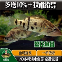 大量供应鳌花鱼苗 黑龙江鳌花鱼养殖基地 鳌花鱼苗出售