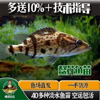 东北鳌花鱼苗价格 黑龙江省的鳌花鱼苗 鳌花鱼苗多钱一条