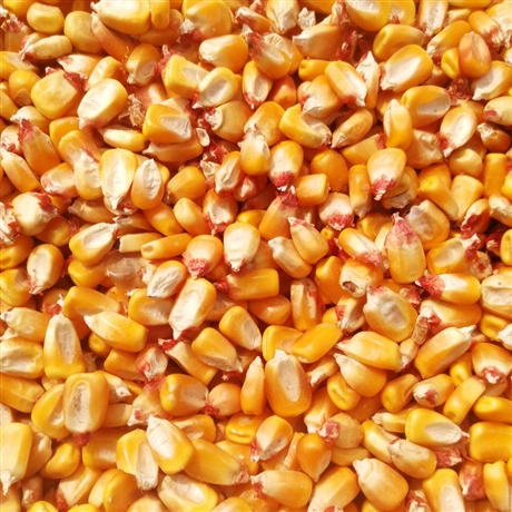 猪饲料玉米批发价格碎玉米下脚料批发价饲料玉米多钱一吨