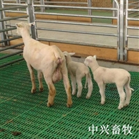 繁殖肉羊塑料床 种羊舍塑料漏缝板 羊用隔粪板 羊床