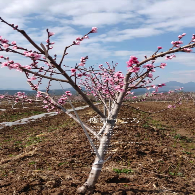 桃花盛開