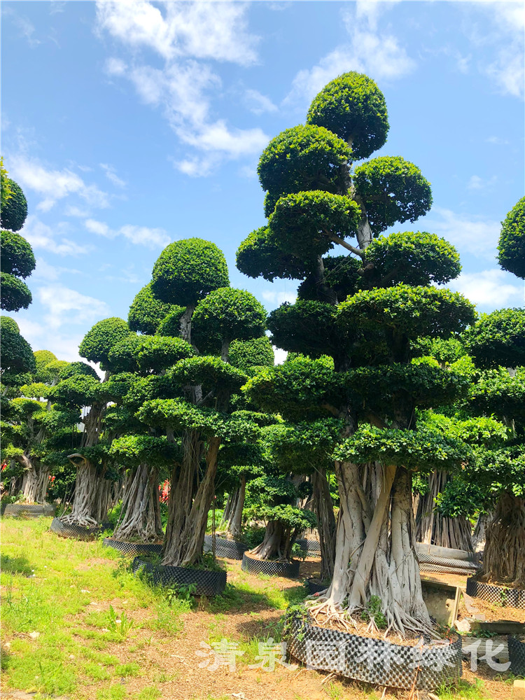 精品造型小叶榕桩头精品小叶榕桩头批发福建造型小叶榕桩景