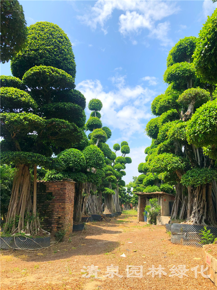 精品造型小叶榕桩头精品小叶榕桩头批发福建造型小叶榕桩景