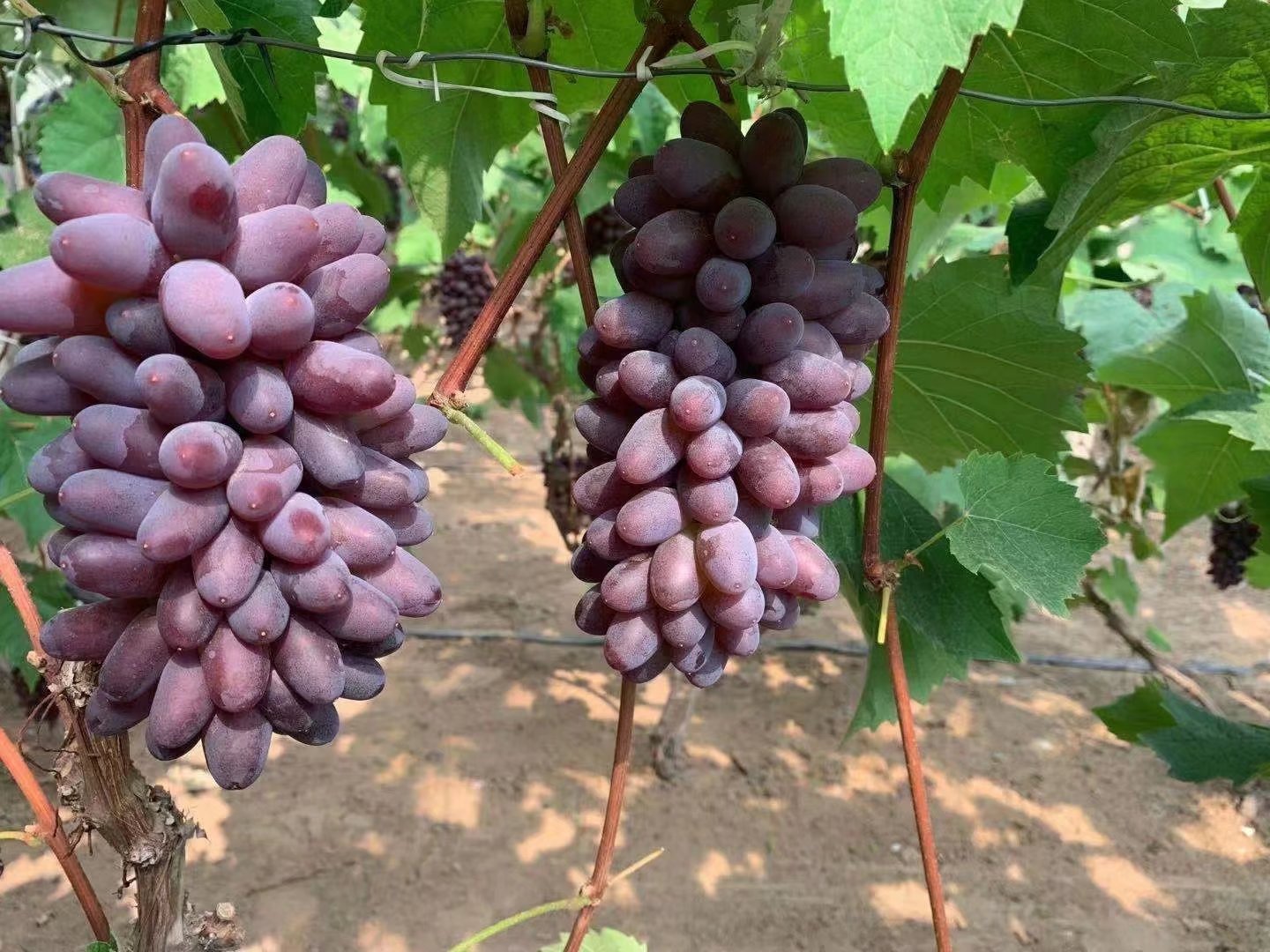 贝达根系茉莉香葡萄苗吉林出售吉品香张旺葡萄苗