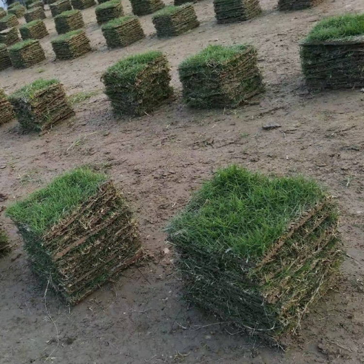 园冶台湾草植株低矮深圳台湾草皮易铺活台湾卷草耐旱耐耐寒