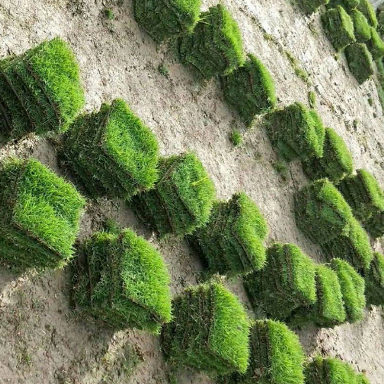 园冶台湾草植株低矮深圳台湾草皮易铺活台湾卷草耐旱耐耐寒