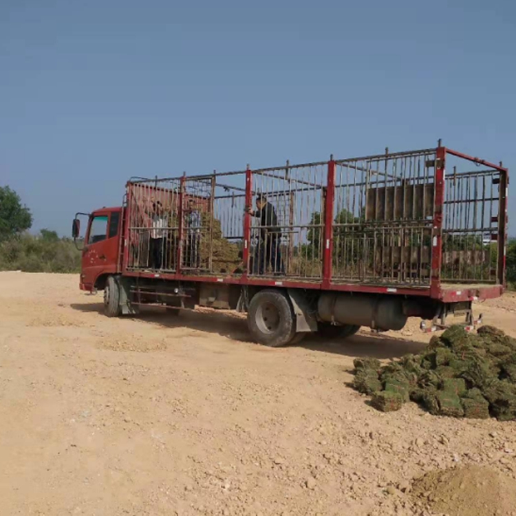 园冶台湾草植株低矮深圳台湾草皮易铺活台湾卷草耐旱耐耐寒