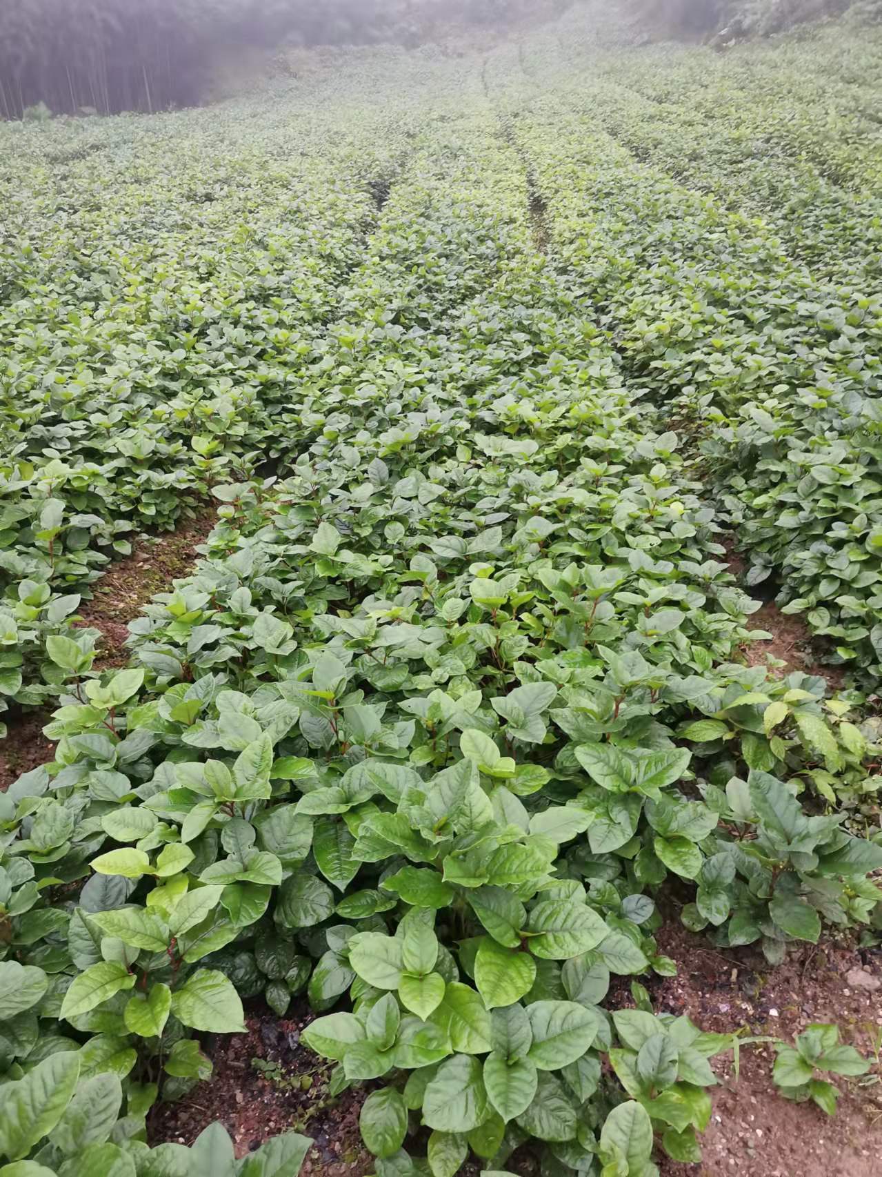 虎杖苗,基地直发