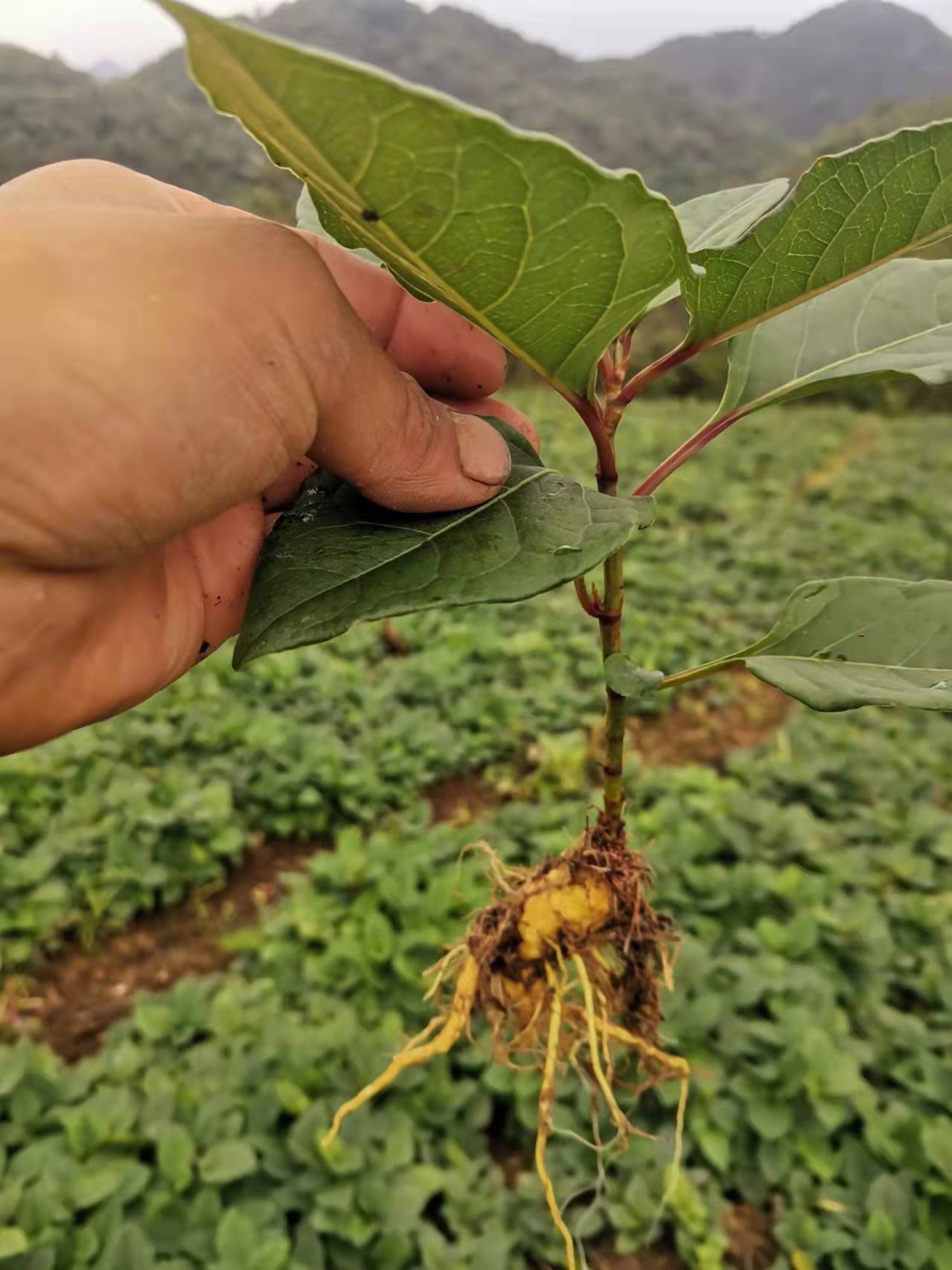 虎杖苗,基地直发