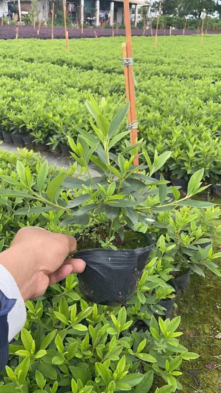 毛杜鹃小苗 锦绣杜鹃袋苗 行道庭院园林地被