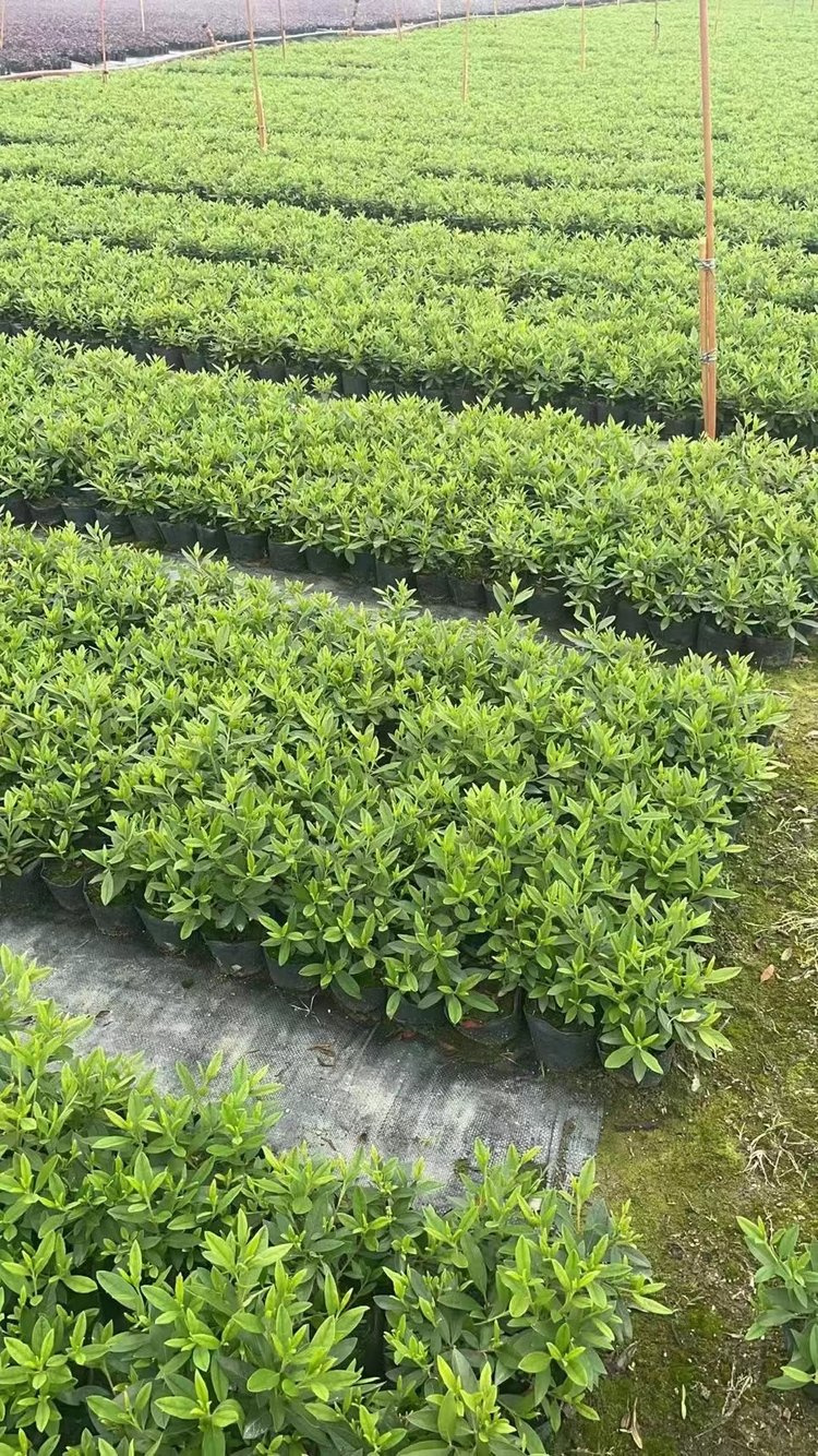 的种植和经营,有自己的种植园和依托对本地花木农和各地苗木的熟悉