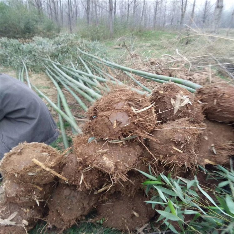 求购刚竹 米径3-5公分刚竹 供应绿化竹