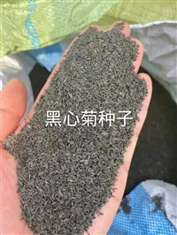 黑心菊花种子种植技术和用途