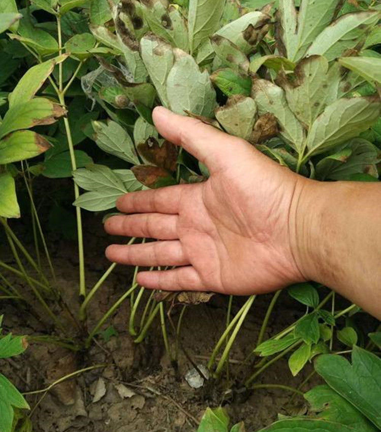 牡丹苗产地产量牡丹苗育苗技术种植流程育苗时间