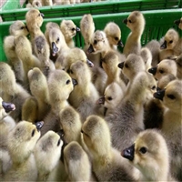 扎佐合浦狮头鹅苗孵化基地品种多 易养殖脱温改良